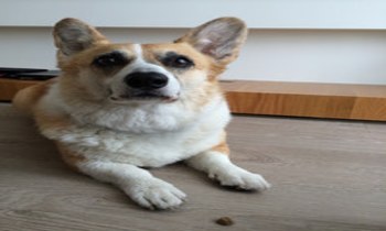 Hyperr狗飼料X凍乾. 滿足蛋白質攝取