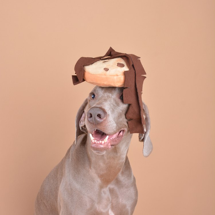 CHEWFFON 怪獸餅乾 藏食嗅聞玩具 沙沙聲 狗玩具 寵物玩具