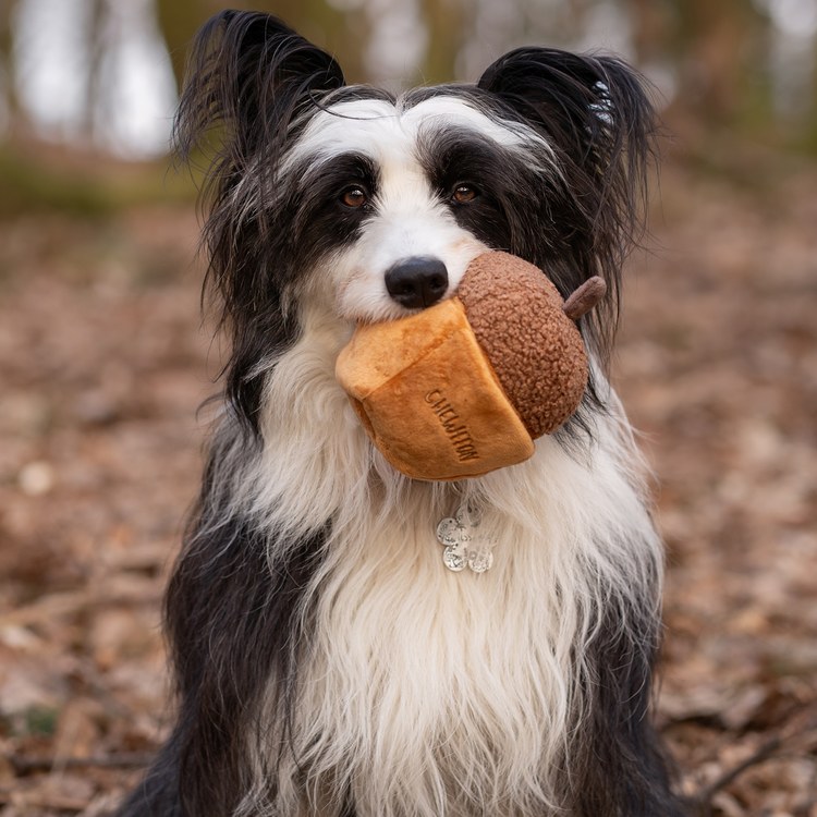 CHEWFFON 橡果蛋糕 藏食嗅聞玩具 啾啾聲 狗玩具 寵物玩具