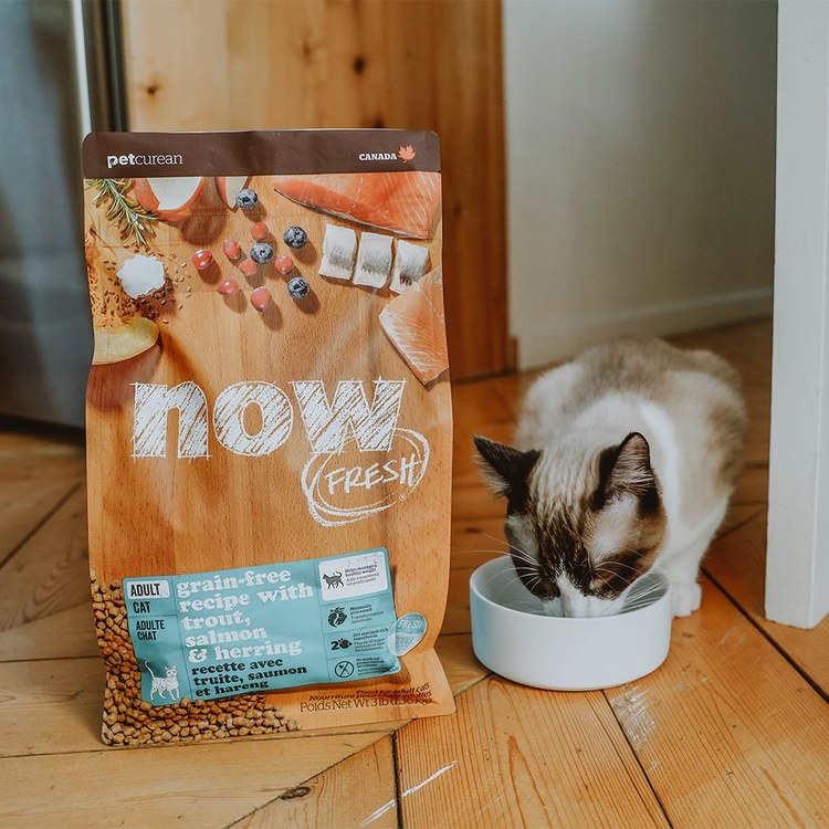 now 全口味 貓咪鮮肉無穀天然糧 (貓飼料|貓糧)