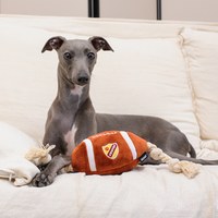 CHEWFFON 橄欖球繩 互動聲響玩具 啾啾聲 狗玩具 寵物玩具