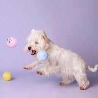 CHEWFFON 三色冰球 互動聲響玩具 啾啾聲 狗玩具 寵物玩具