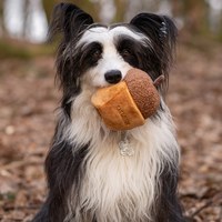 CHEWFFON 橡果蛋糕 藏食嗅聞玩具 啾啾聲 狗玩具 寵物玩具