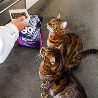 go! 加拿大無穀天然貓糧 3磅 (貓飼料|貓糧)