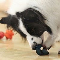 PetDreamHouse 經典啃咬 幾何藏食彈跳玩具(狗玩具｜藏食玩具)