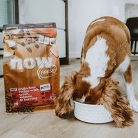 now 鮮肉無穀 22磅 狗狗天然糧 (狗飼料|狗糧)