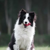 PetDreamHouse 經典啃咬 幾何藏食彈跳玩具(狗玩具｜藏食玩具)