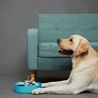 PetDreamHouse 調色盤 旋轉益智慢食碗(狗玩具｜藏食玩具)