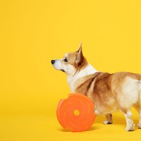 PetDreamHouse 配件專區 旋轉益智慢食碗(狗玩具｜藏食配件)