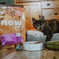 now 全口味300克天然糧 無穀貓糧 (貓飼料|貓糧)