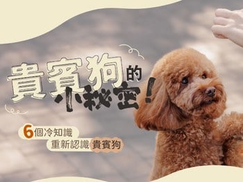 貴賓狗的小秘密！6個冷知識重新認識貴賓狗！