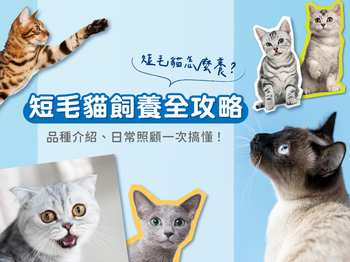 短毛貓怎麼養？品種介紹、日常照顧一次搞懂！
