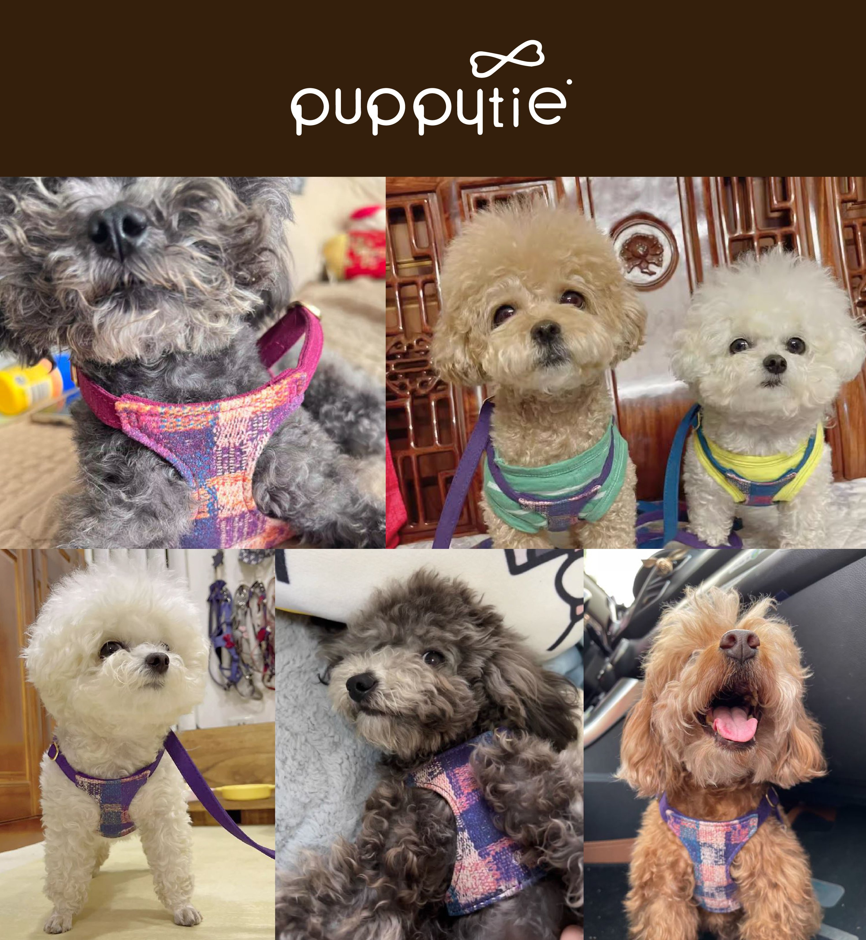 puppytie_莫內風_胸背牽繩組_商品說明頁03