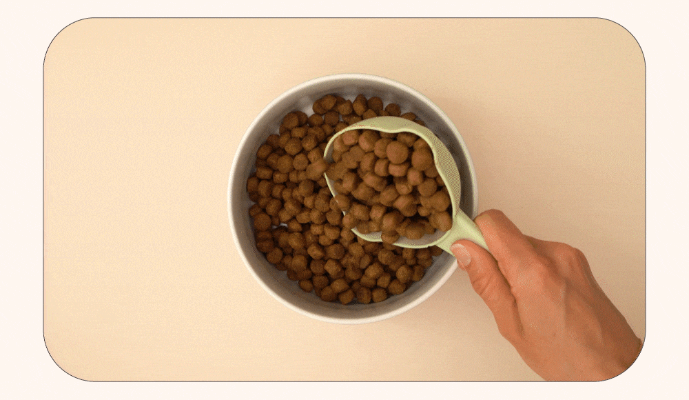 now高湯天然糧加水示範以及試吃影片。 now高湯天然糧加水示範以及試吃影片。