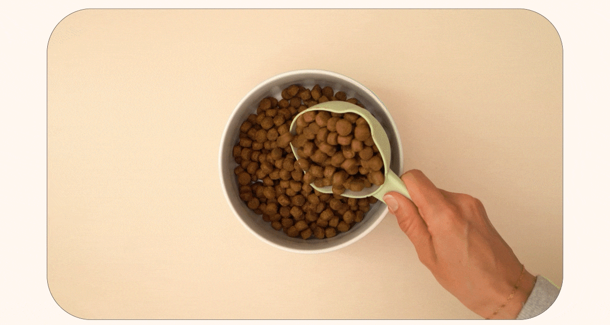 now高湯天然糧加水示範以及試吃影片。 now高湯天然糧加水示範以及試吃影片。